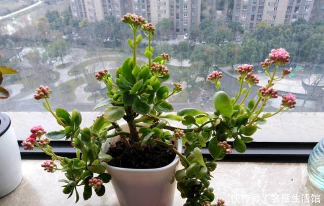  [花园]如何让阳台变成花园？栽种上这2种花卉，花期长、管理省心