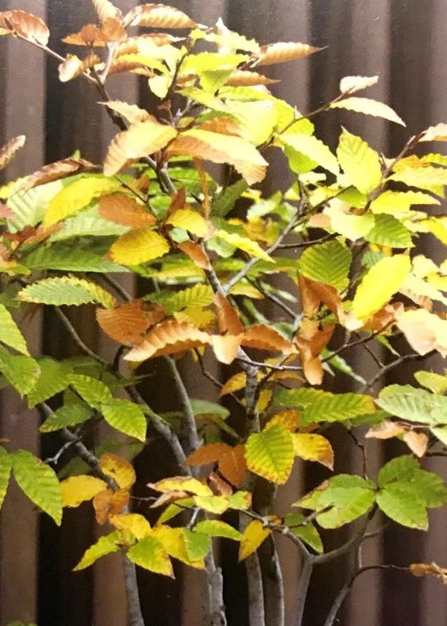 九款落叶树特别适合制作杂木类盆景，享受森林的乐趣!