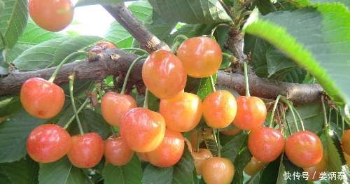 女人夏日最易老，用这几种水果汁敷脸，每天轮着换，可以美白去皱