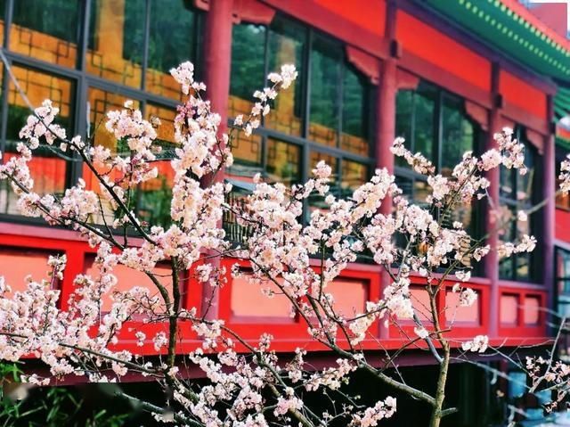  「日子」在湖北，想念寺院的这些日子，我们一起“云赏”春景