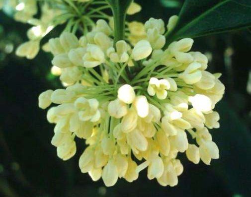  『家里』家里阳台种这些花，放在阳台开成瀑布，绚丽多彩，花开满满惹人爱