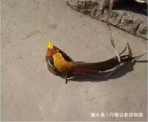 农民在山上抓住了一只凤凰，附近村民过来围观，一睹凤凰面貌