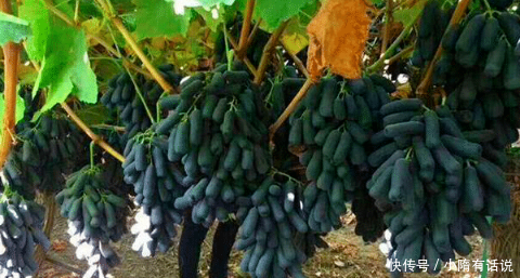 我国比黄金还贵的果树！少吸2包烟，院子也要种2棵，拖拉机拉不完