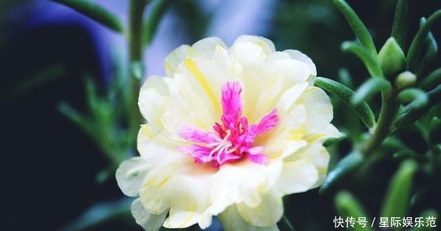 一大■这花小巧可爱,一开一大盆,邻居奶奶来了就想要走,真漂亮