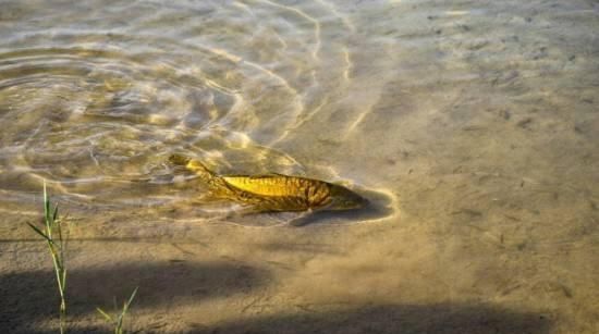 中国沙漠第一泉成历史，耗费巨资“人工续命”18年，结果如何呢？