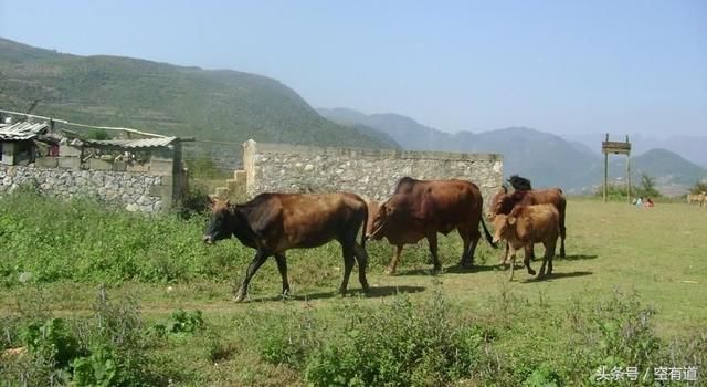 崔永元重归微博，最新发文，这是大轰炸还是大欺骗？伦家分不清楚