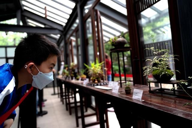 上海植物园草药园:山野草展沪上受青睐