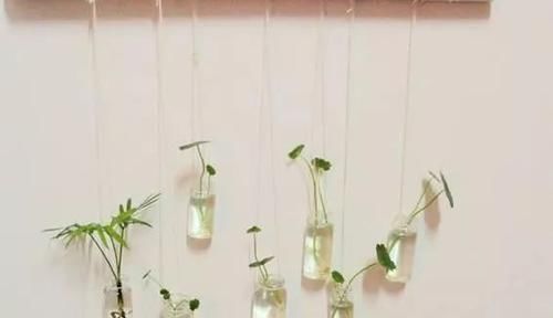  「空间」植物还种在地上？隔壁邻居把植物挂在了墙上，美翻了