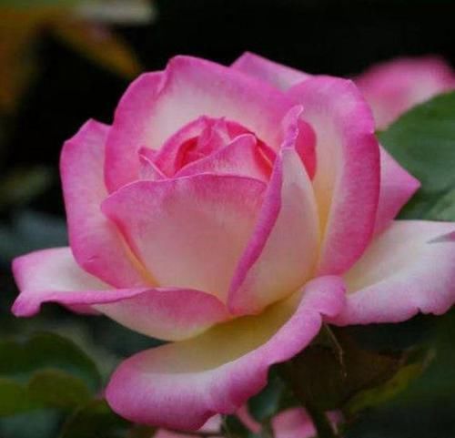  #摩纳哥公主#这些花卉美过玫瑰，一年四季花开不停，花大色艳花期长