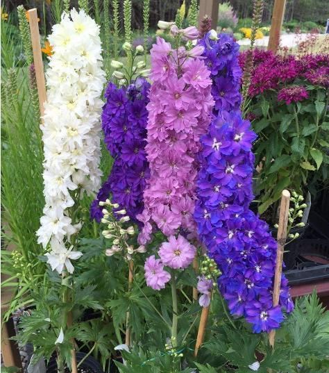  [大花飞燕草]家有小花园，定要养3种花，花开如“宝塔”，花色斑斓，美极了