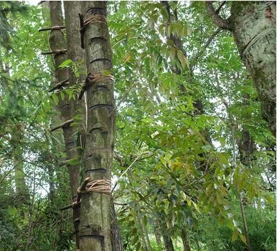  「漆树」市场供不应求，割一公斤可卖600元，比种地轻松，几乎没