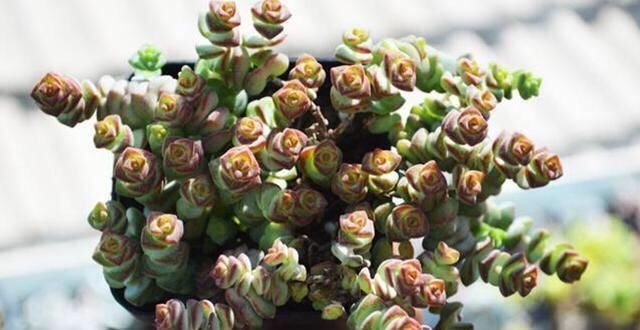  「特别」家里养这4种植物，旺财镇宅，净化空气又好看，养一盆特别值