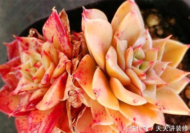 「阳光」3种橙色多肉,各自用对养护方法,出状态后如阳光般灿烂明媚