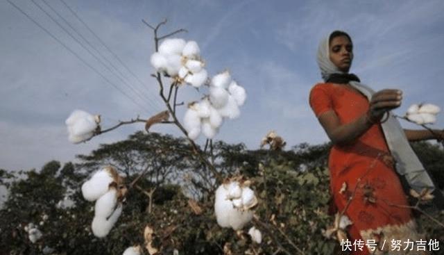  【们中国】印度把他们的棉花低价卖给我们国家，再用高价买回去，这是为何！