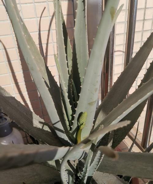 『绿萝』?养花养不活?试试这4种,“植物杀手”都能养活,爆盆不费劲
