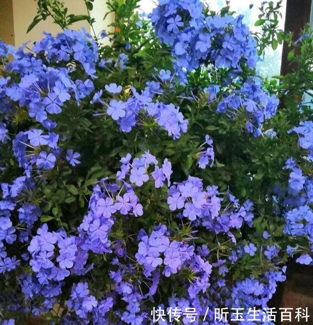 『家里』家里有阳台,养上这些花,一年四季,花开如大海,源源不断花