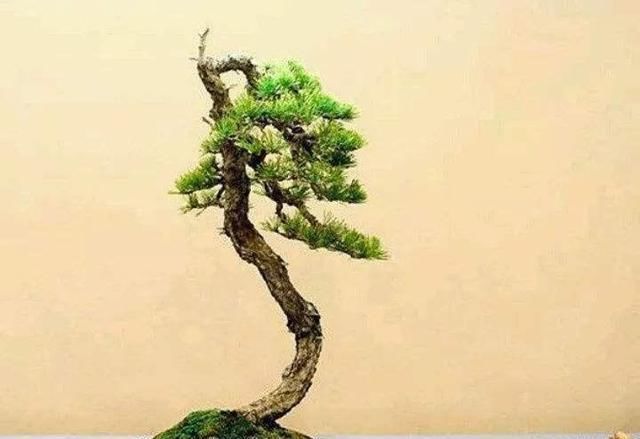 『沉淀』盆景是养花最高境界，人文树盆景就是高层次盆景，全是岁月的沉淀