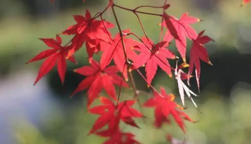  『常见』30种 · 野外常见植物，你叫啥？