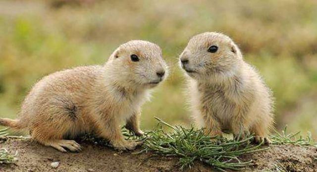 农村田里“地爬子”泛滥，怎么办？农村老农用了3招轻松解决