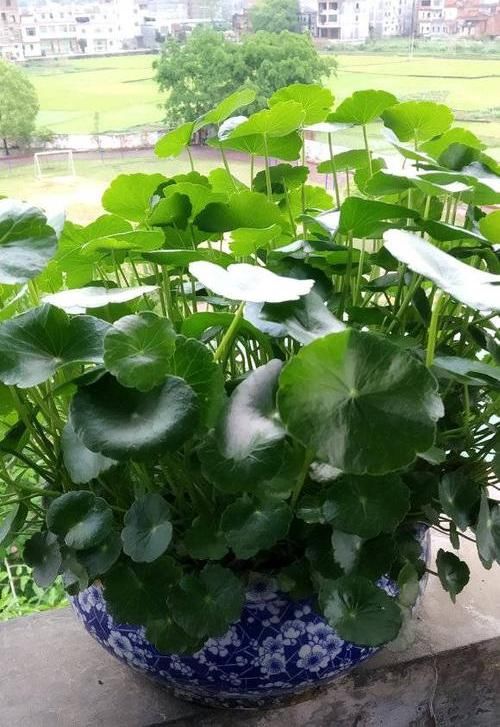  适合：夏季适合养铜钱草，放在客厅，天然加湿器，太阳一晒就爆盆