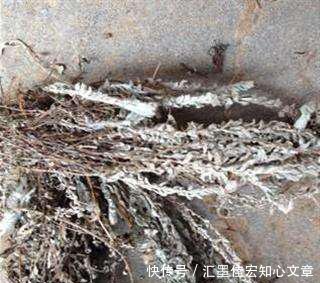  #鹿茸草价值#沙地里不起眼的野草，曾被拿去当柴火，殊不知名字霸气，价值珍贵