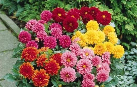  「补充」“大丽花”5月开，补充点“营养”,花苞一冒几十朵，花开大又艳