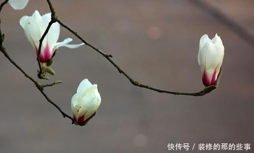 红豆杉|4种“如意”树,一边欣赏一边乘凉,种在院子寓意好