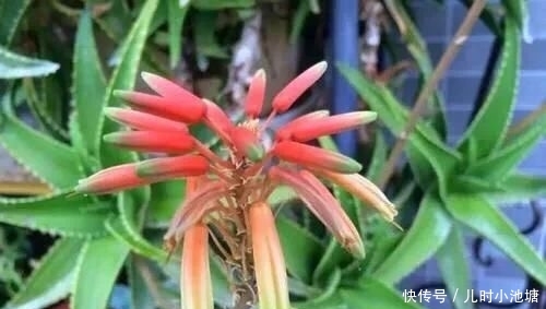 『真的』芦荟开花的话真的会死吗?如何保全?