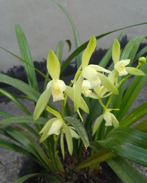  「妖姬」喜欢茶花，不如养盆“花中精品”桃灼蓝天，似粉色妖姬，鲜嫩可爱