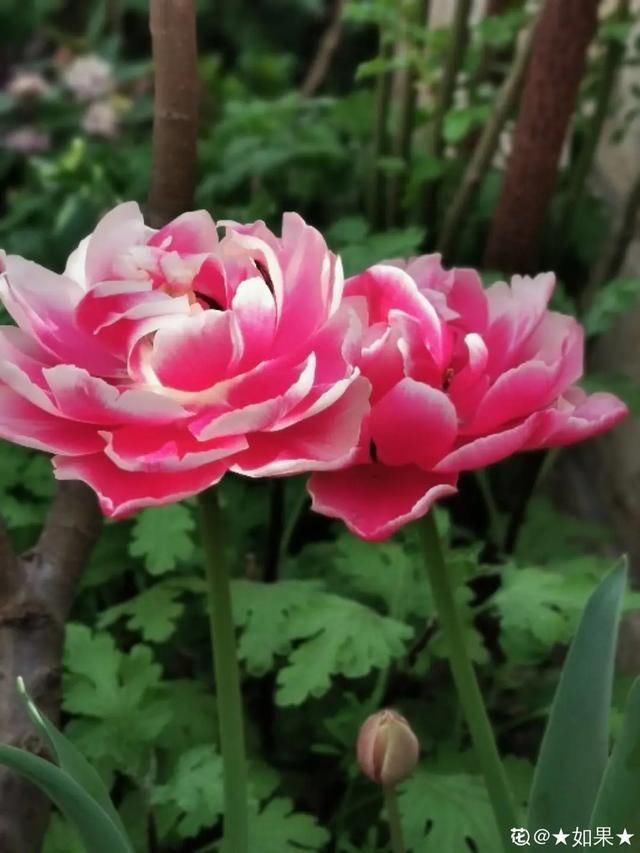  开出漂亮■阳春三月，出门踏青，原来有这么多漂亮花！