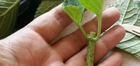 『方法』盆栽绣球花，用这种方法扦插1盆变10盆，满满一屋子的绣球美爆了！