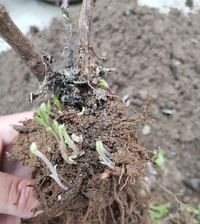 分离出来@菊花分株繁殖,成株快,操作简单易成活