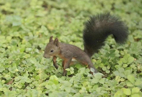 摄影师蹲守颐和园 捕捉松鼠觅食瞬间