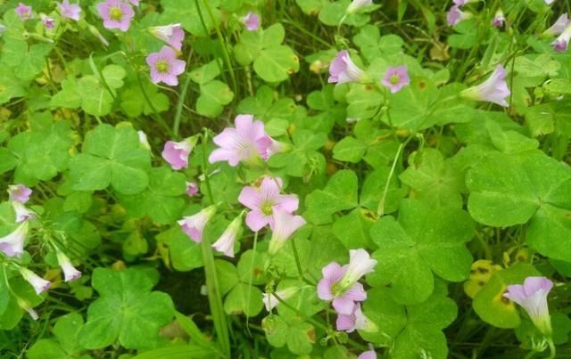  「盆栽」大花酢浆草，一种庭院、盆栽观赏花卉，需要细细欣赏。