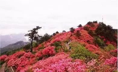 峨眉山美惨了！高山杜鹃成片绽放，太惊艳太壮观！