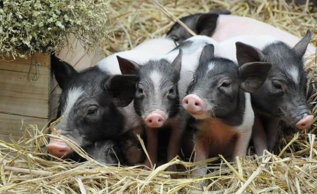 猪肉值钱都挑小猪仔，猪肉不值钱都拣大的要，这到底是为什么？