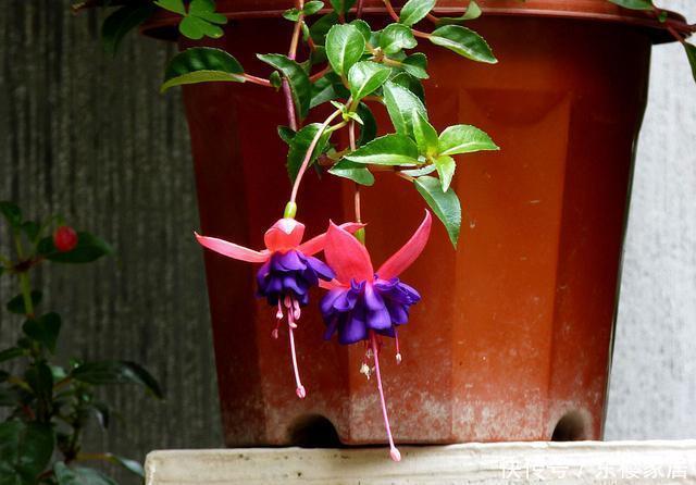  『彩色』“灯笼花”怎么养，注重4点技巧，花色鲜艳如彩色“灯笼”高高挂