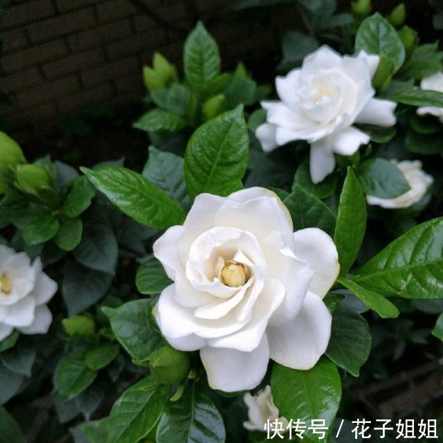  #栀子花#栀子开花时间又到了，做好这几点，开花洁白纯净，散发满屋栀子香