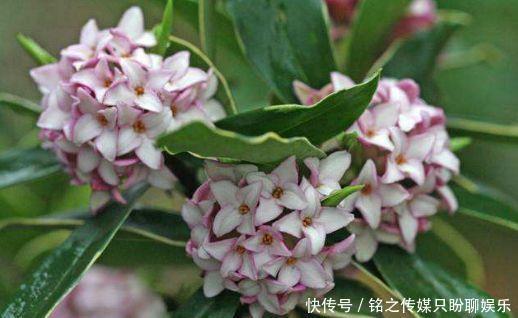  烂漫@新手就养5种花，好养易爆盆，养盆在阳台，傲然挺立，烂漫又迷人