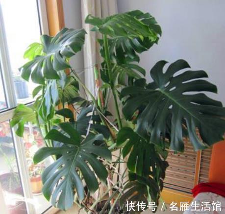  「绿萝」这3种植物“吸甲醛”，比绿萝、吊兰“强10倍”，回家赶紧养1盆！