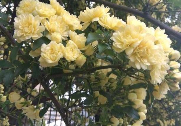  『木香花』不要为了赏花和做美味的食物而把桂花种在花盆里。