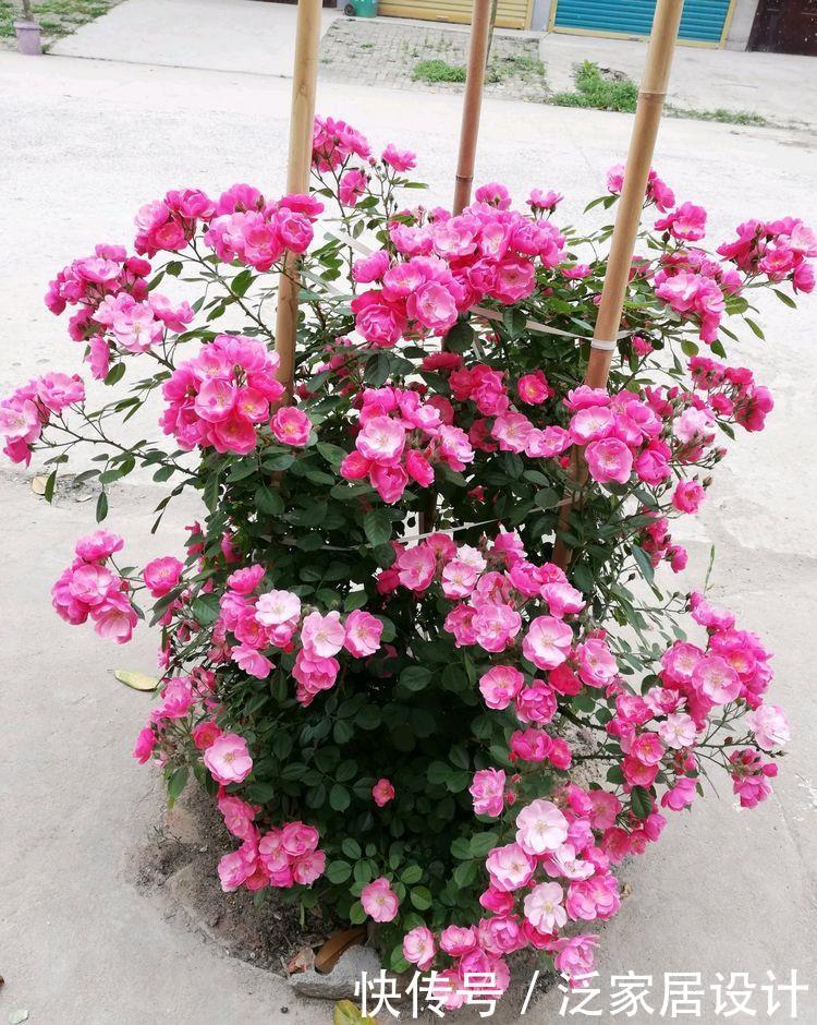 一款很耐寒的爬藤植物,北方也能种,全年开花,能给你一片花海!