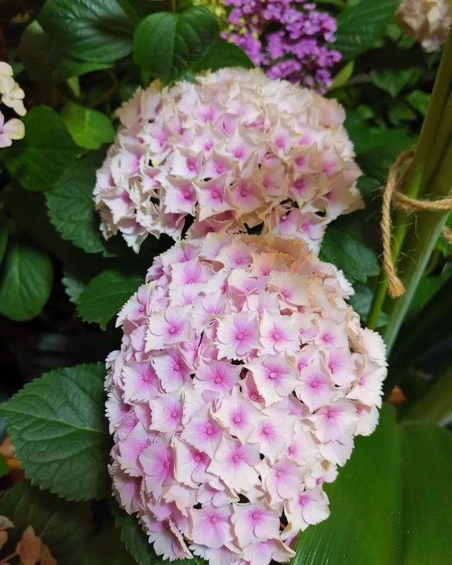  #图片作者#有一颗爱花的心，就算只有个封闭小阳台，也能养出一片花海！