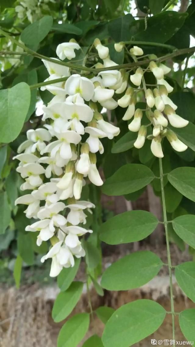  开出漂亮■阳春三月，出门踏青，原来有这么多漂亮花！