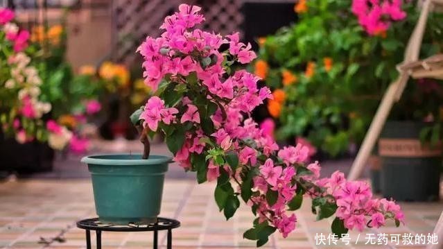 『更好』三角梅容易养活,开花量大花期长,如何给三角梅施肥更好?