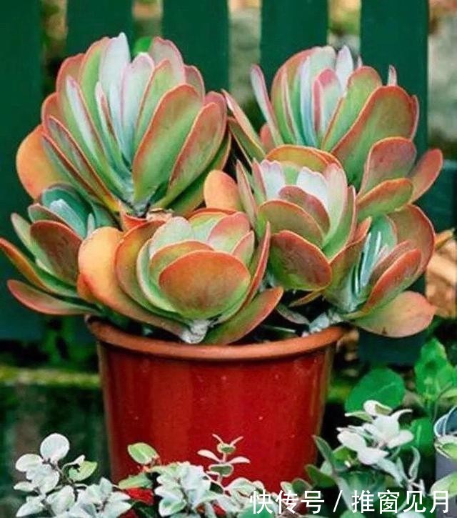  「夏种」浅谈夏种型多肉植物有哪些和它们的一些特点