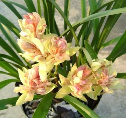 『花香』此兰花层层叠叠,花香淡雅,花型饱满,花色艳丽,花期长