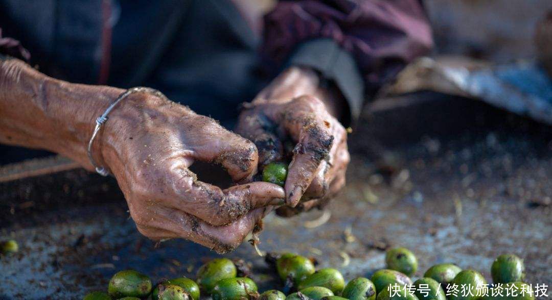  「可产」一斤干果卖300元，每亩地可产1000斤，为何农民不愿意种