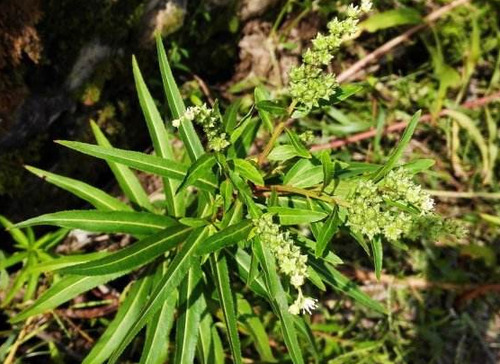 农村一种“耳响草”，可以治疗“耳鸣”，过去没人重视现在却找不