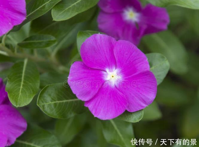  日子：3种花花期超长开花美，养家里，四季如春寓意好，日子越过越红火